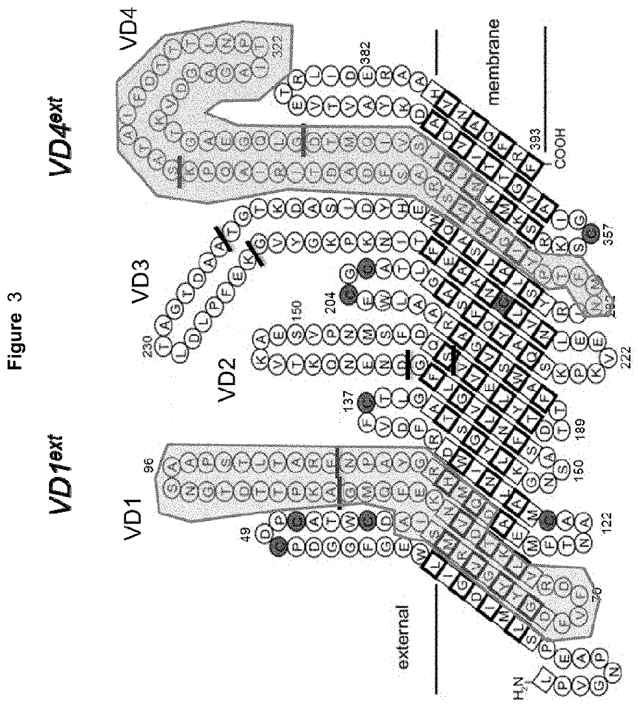 Vaccines against <i>Chlamydia </i>sp