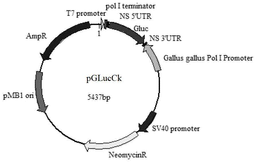 Reporter gene plasmid for testing RNA (Ribonucleic Acid) polymerase activity of influenza viruses in avian cells and application thereof
