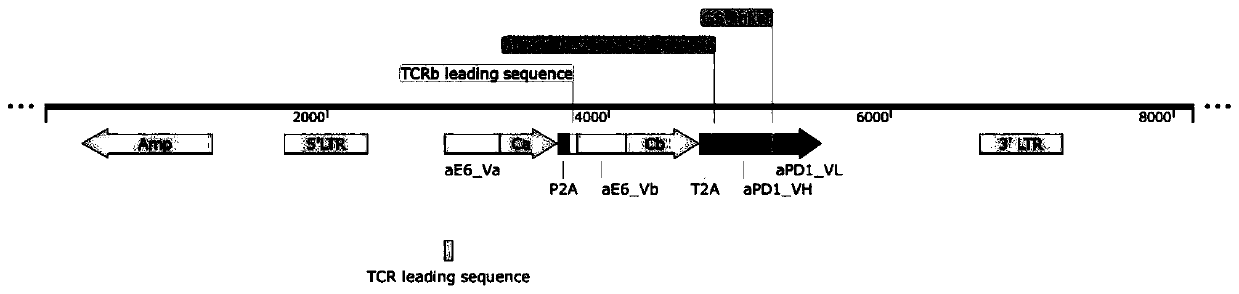 Engineering nucleic acid, T cell, and applications and production method thereof