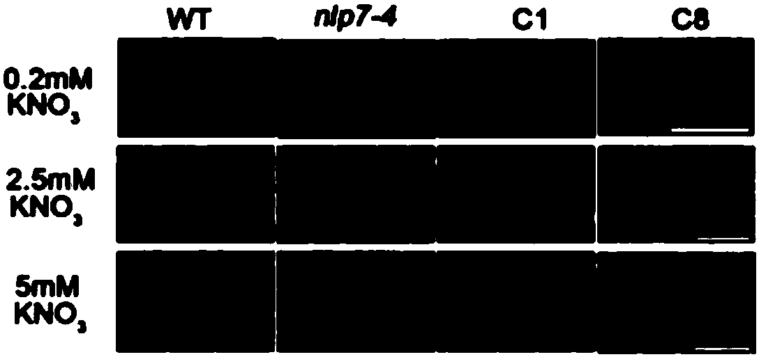 Transcription factor ZmNLP4 derived from corn and application thereof