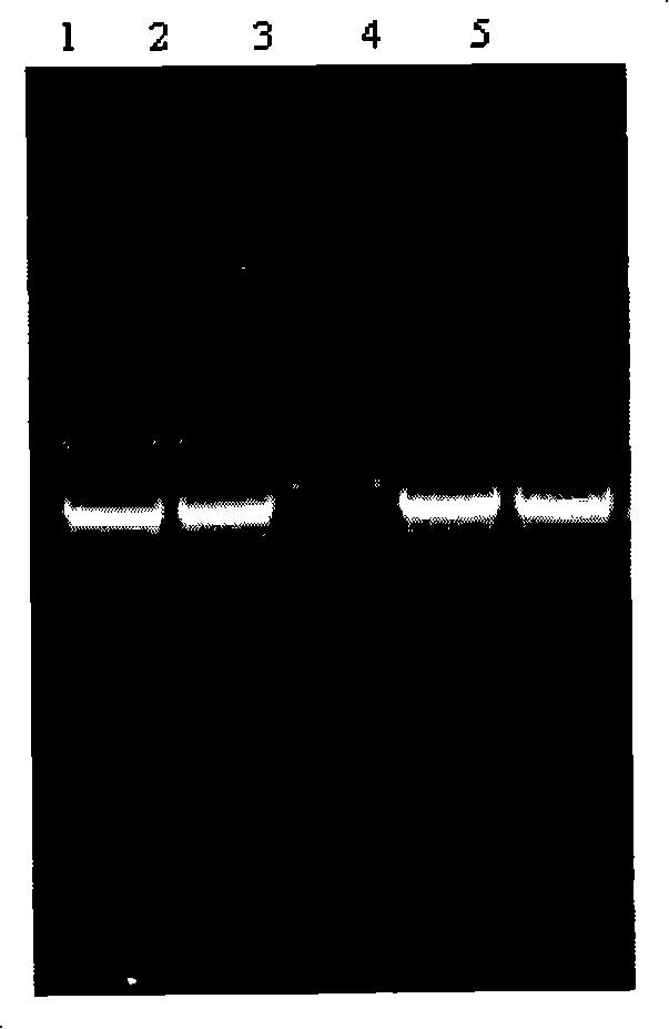 Macaca fascicularis P450 2C9 medical metabolic enzyme and co-expression recombinant carrier with macaca fascicularis P450 oxidoreductase