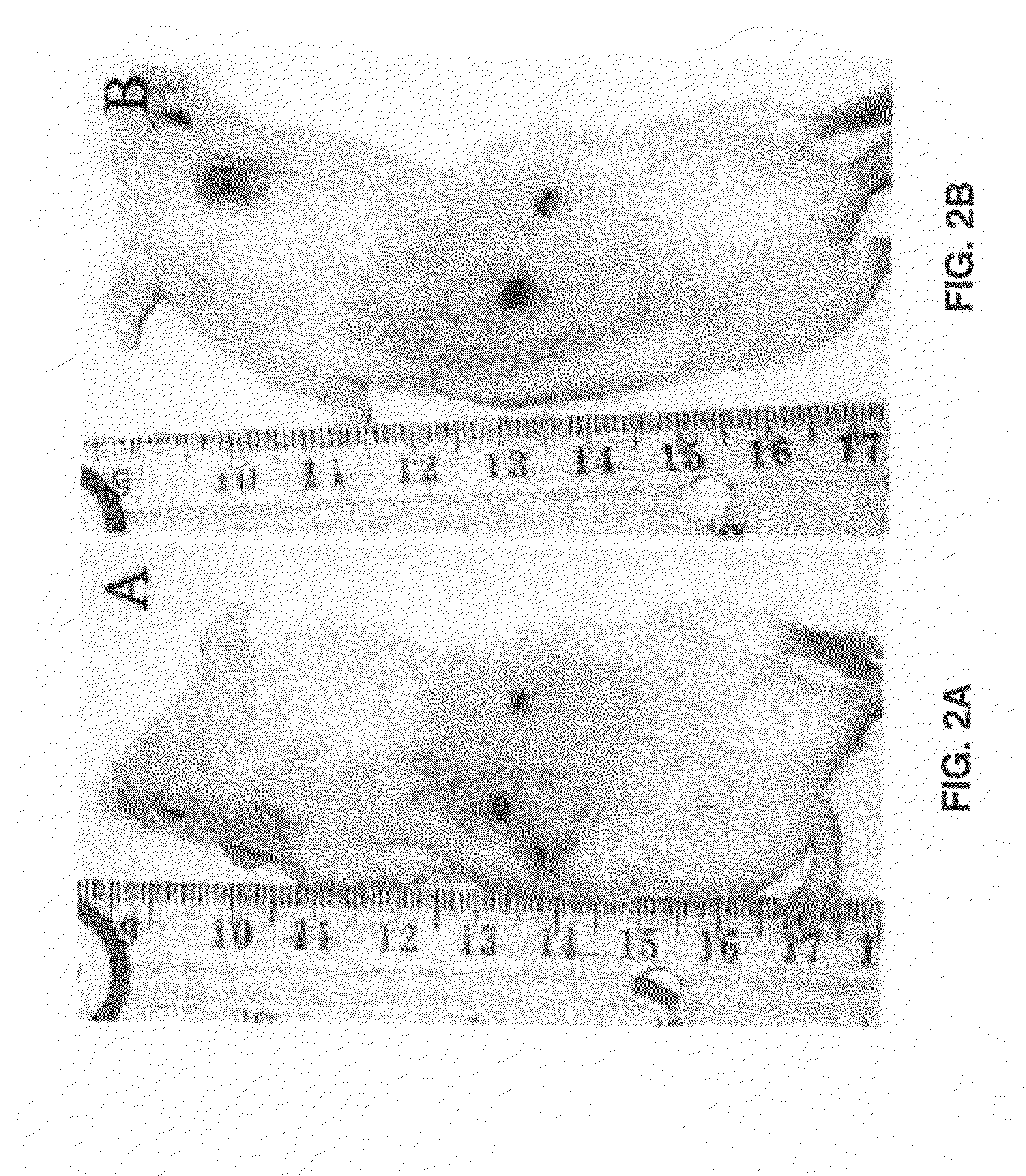 Ocular compositions containing dioleoylphosphatidylglycerol and uses thereof