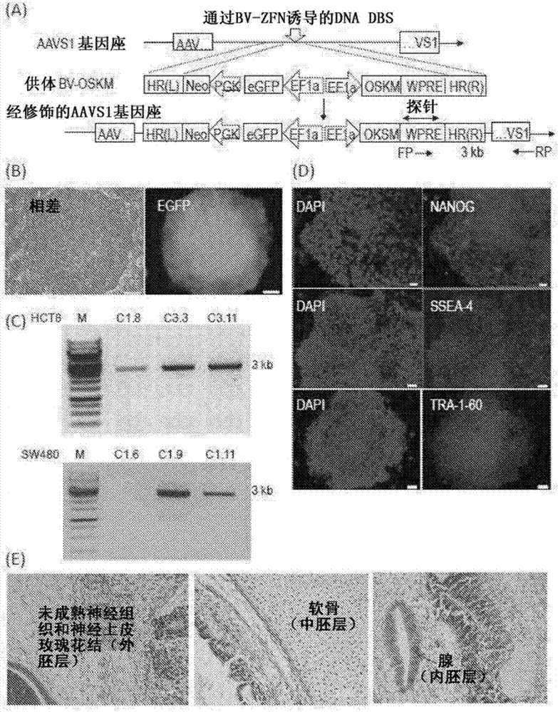 A method to up-regulate cancer stem cell markers for the generation of antigen specific cytotoxic effector T cells