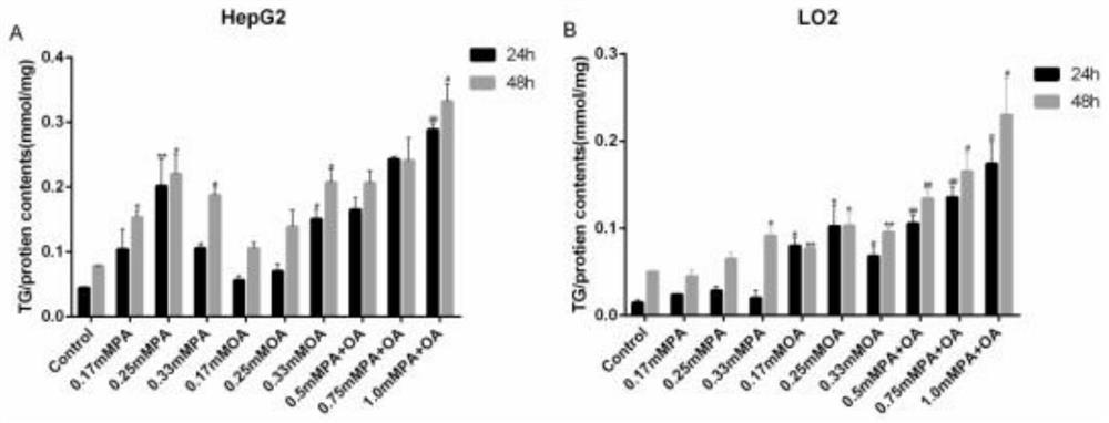 Metabolism-related fatty liver disease in-vitro cell model and construction method thereof