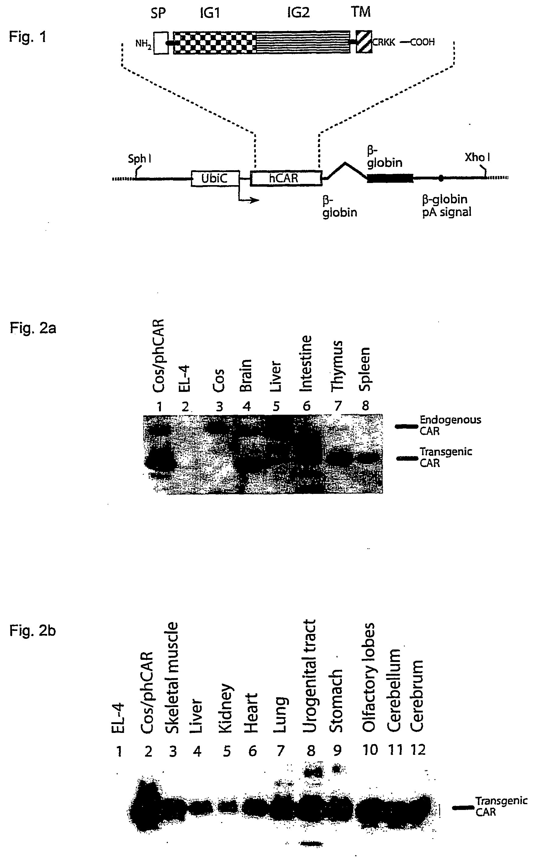 Method of obtaining a non-human mammal susceptible to adenovirus-mediated gene delivery, a method for such delivery, and a non-human mammal susceptible to such delivery