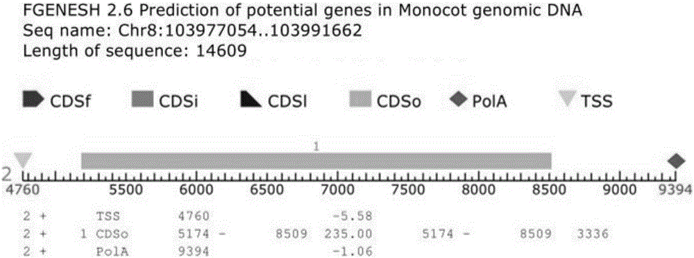 Molecular marker DNdCAPS8.03-1 chained with corn head smut-resistant secondary and primary loci and application thereof