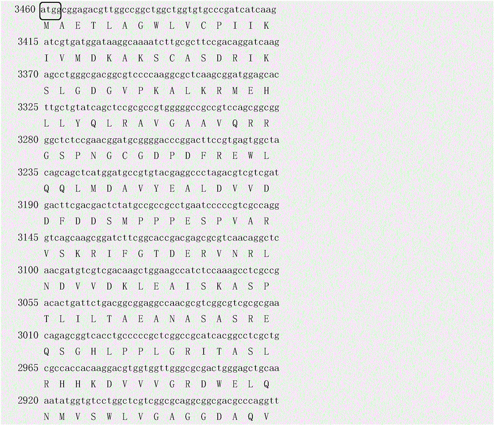 Molecular marker DNdCAPS8.03-1 chained with corn head smut-resistant secondary and primary loci and application thereof