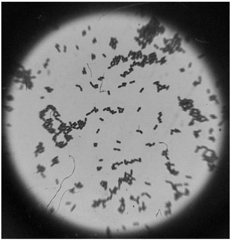 Application of magnesium ion promoting marine bdellovibrio lipidosome