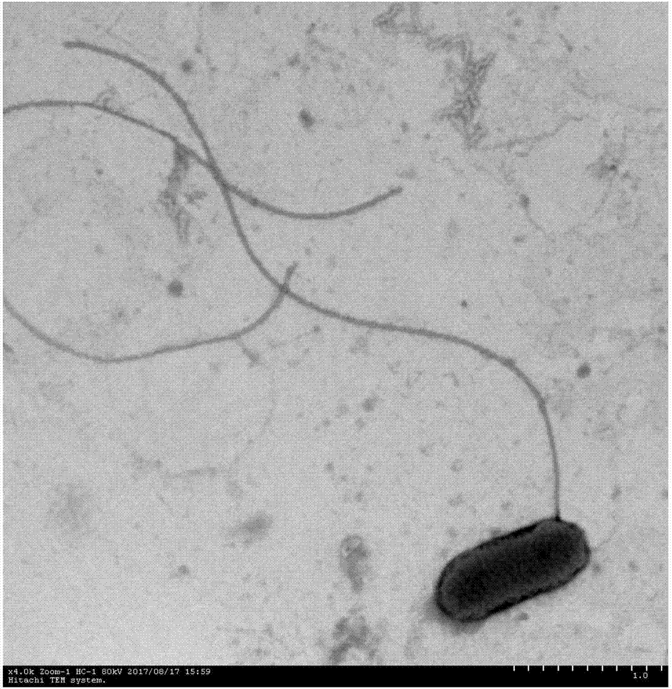 Application of magnesium ion promoting marine bdellovibrio lipidosome