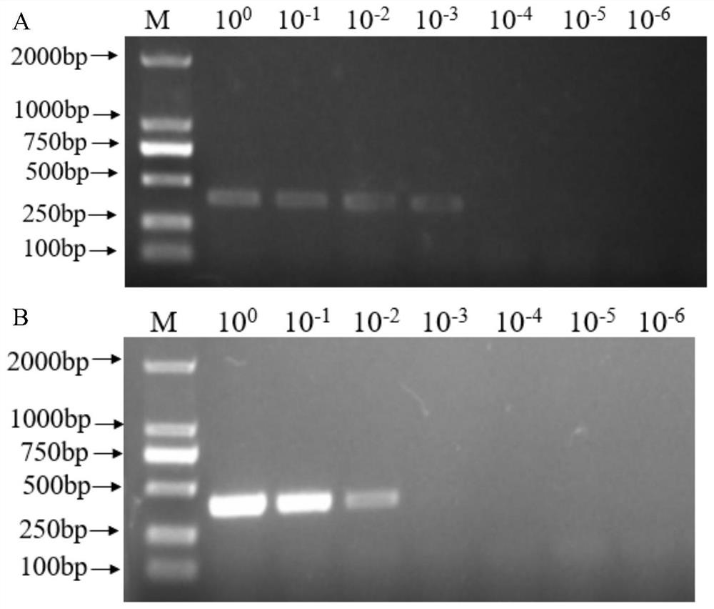 RPA (recombinase polymerase amplification) primer and kit for quickly detecting citrus huanglongbing Asian species as well as detection method and application of RPA primer and kit
