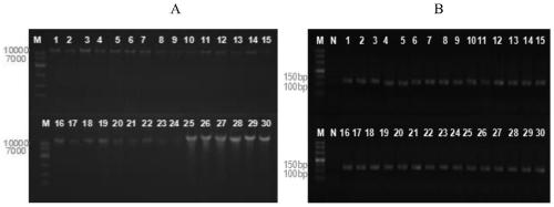 DNA barcode gene and identification method for high resolution fusion analysis and identification of true and false of walnut milk