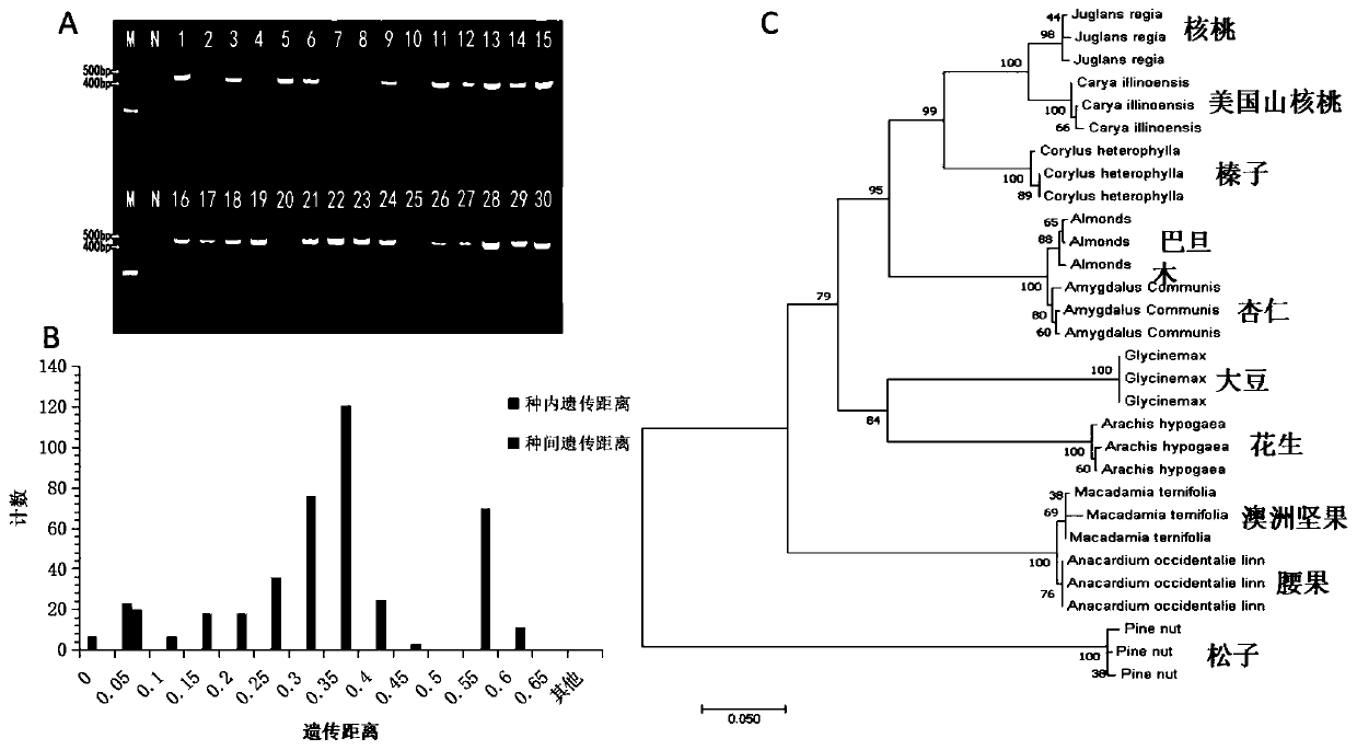 DNA barcode gene and identification method for high resolution fusion analysis and identification of true and false of walnut milk