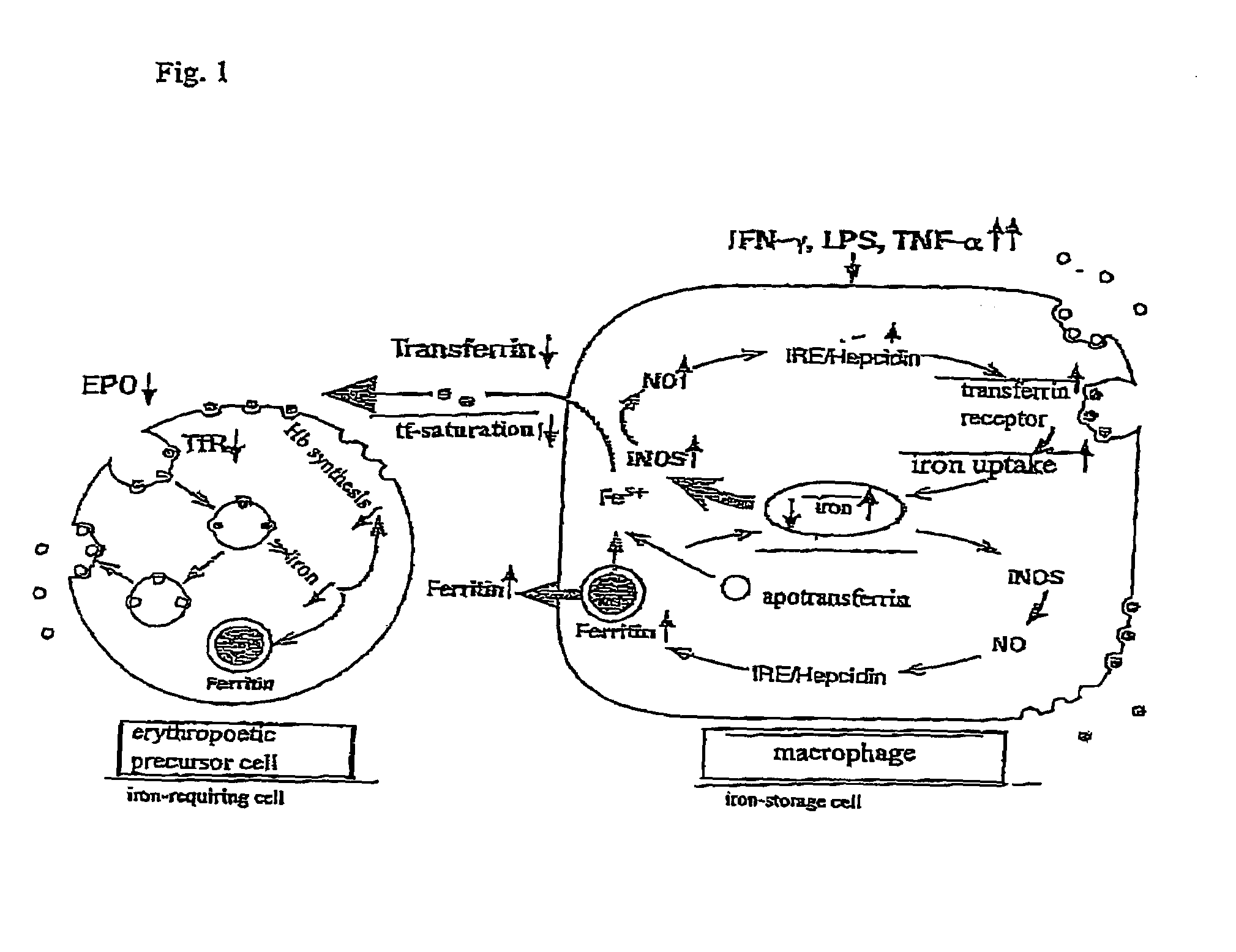 Differential diagnosis with hepcidin