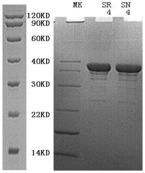 A kind of novel chimeric dna polymerase and preparation method thereof