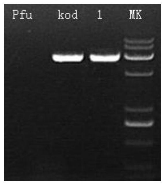 A kind of novel chimeric dna polymerase and preparation method thereof