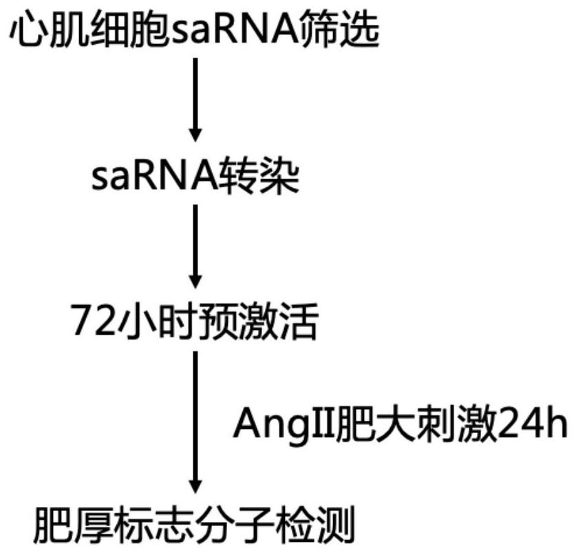 SaRNA for protecting myocardial cells from stress injury and application thereof
