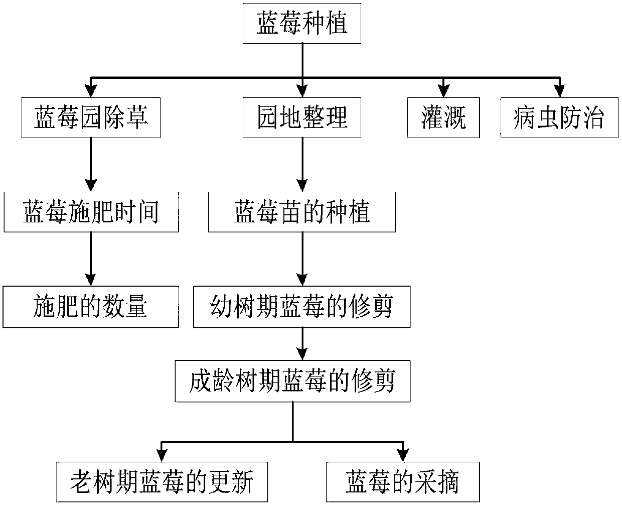 Blueberry planting method