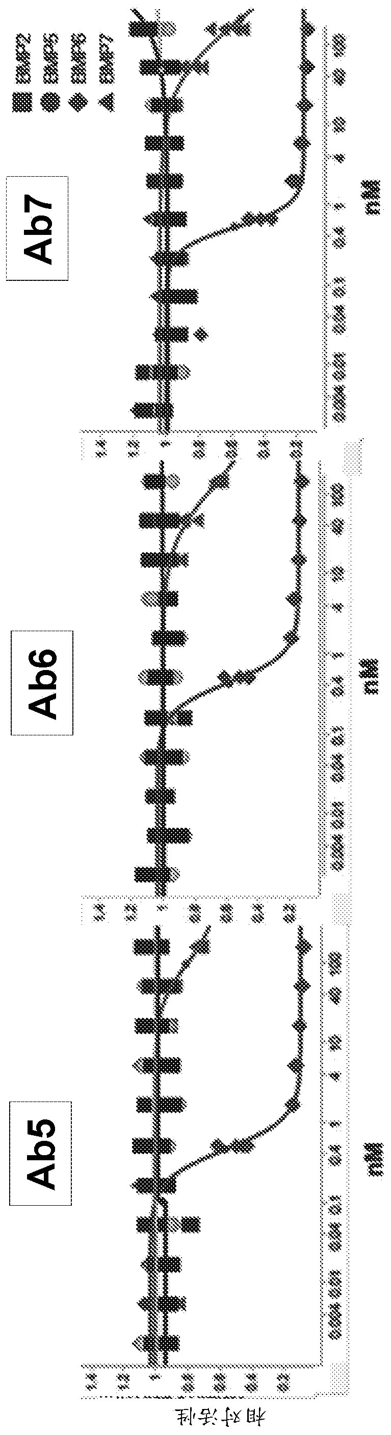 Methods for treating disease using inhibitors of bone morphogenetic protein 6 (BMP6)