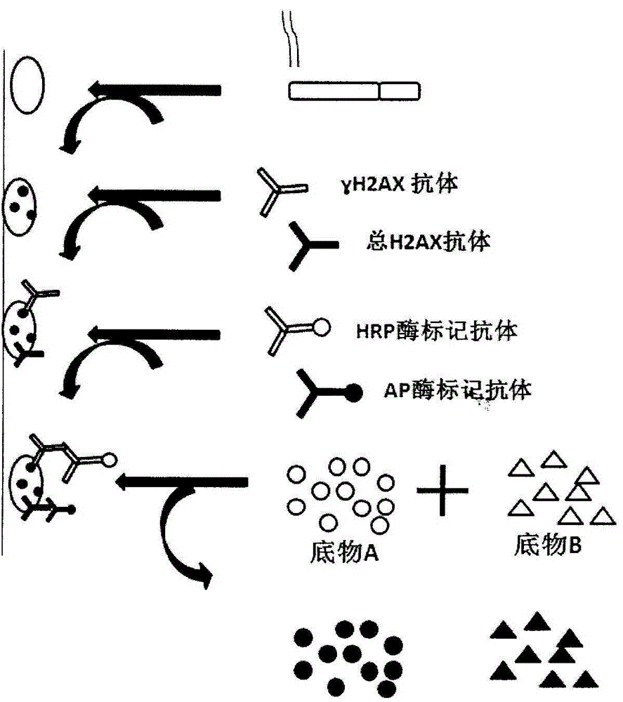 An enzyme-linked immunoassay method for measuring the content of cell DNA damage marker γh2ax