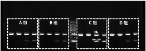 A duplex-PCR detection kit based on Vibrio parahemolyticus TDH