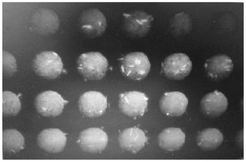 Method for rapidly detecting varicella virus titer by using fluorescence method