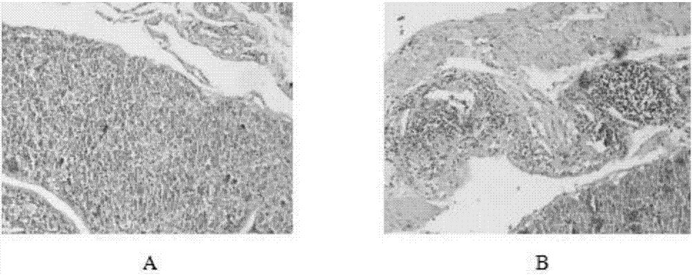 Molding method for laying hen salpingitis