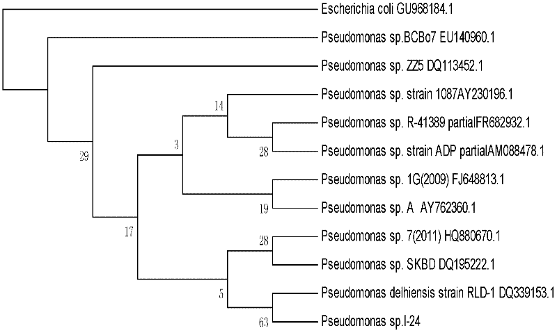 Method for extracting iopromide efficient degrading bacterium