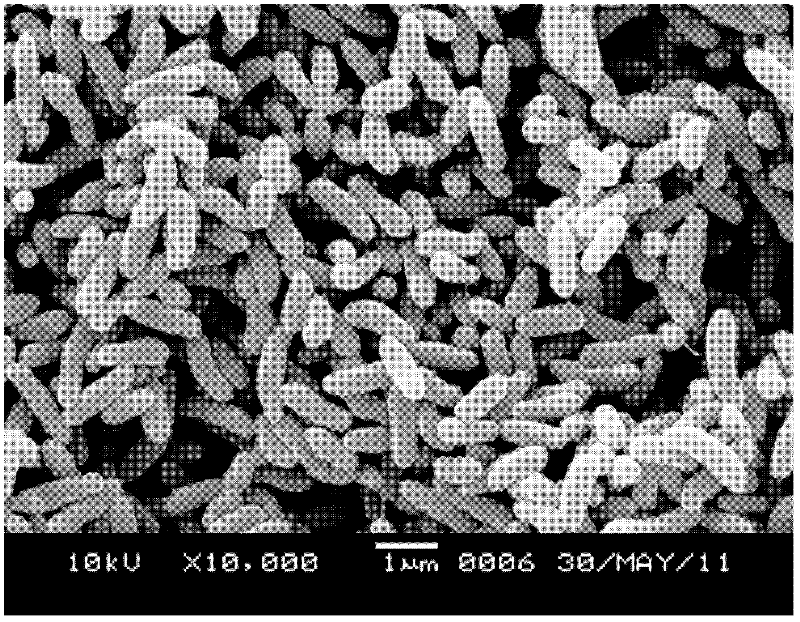 Method for extracting iopromide efficient degrading bacterium