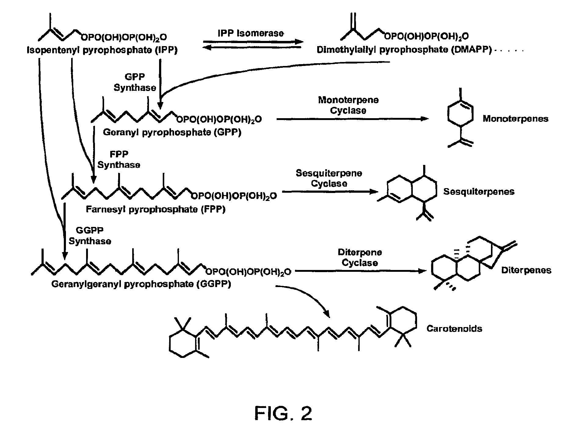 Methods for increasing isoprenoid and isoprenoid precursor production by modulating fatty acid levels