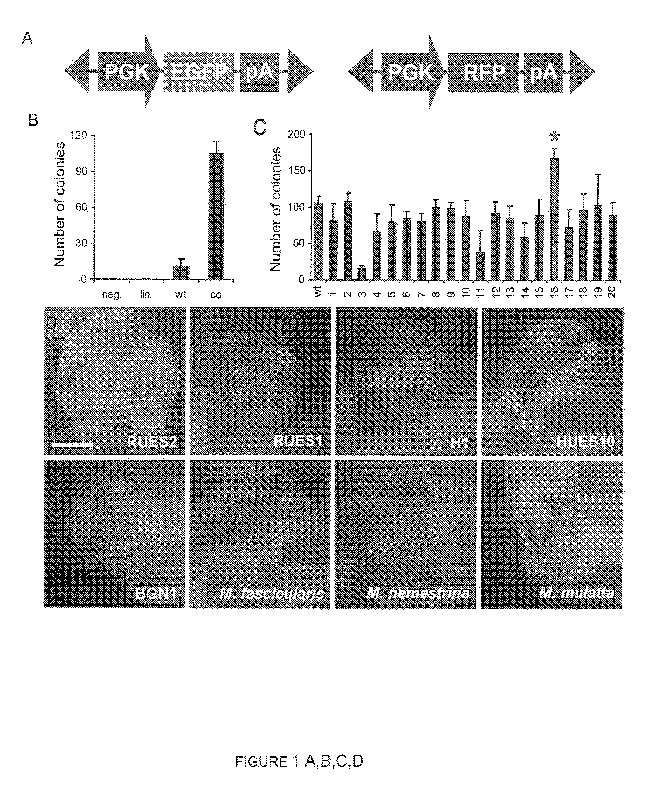 Compositions and Methods for Transposon Mutagenesis of Human Embryonic Stem Cells