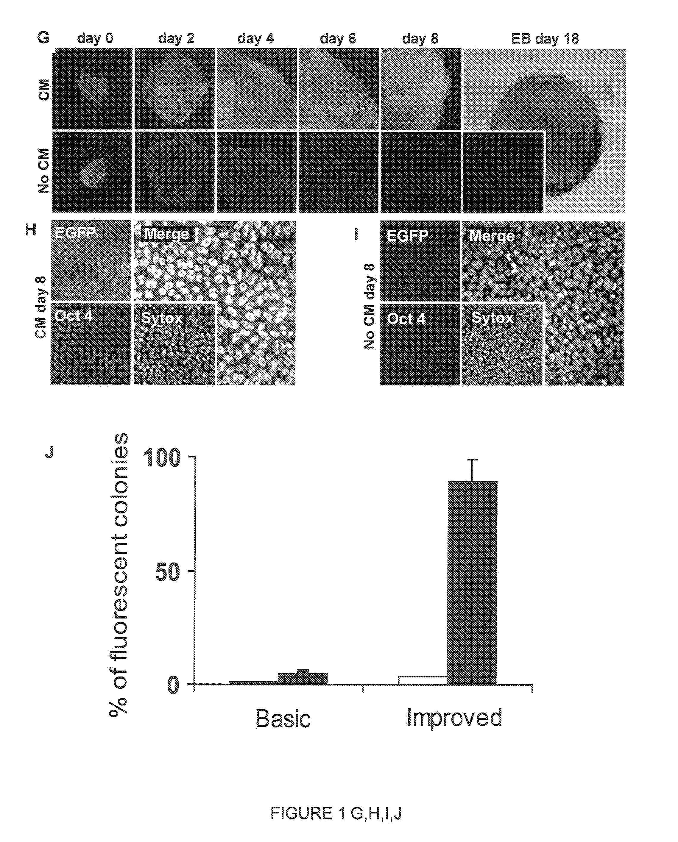 Compositions and Methods for Transposon Mutagenesis of Human Embryonic Stem Cells