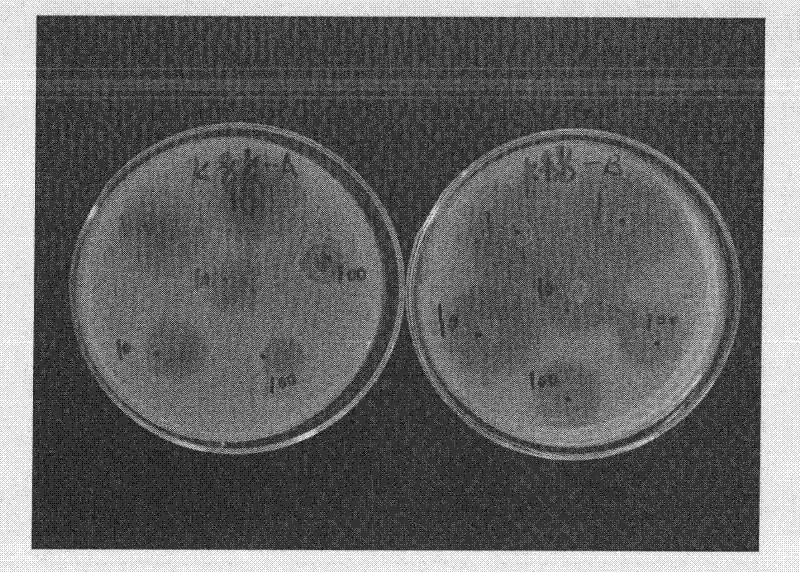 Veterinary synergic enrofloxacin injection and preparation method thereof