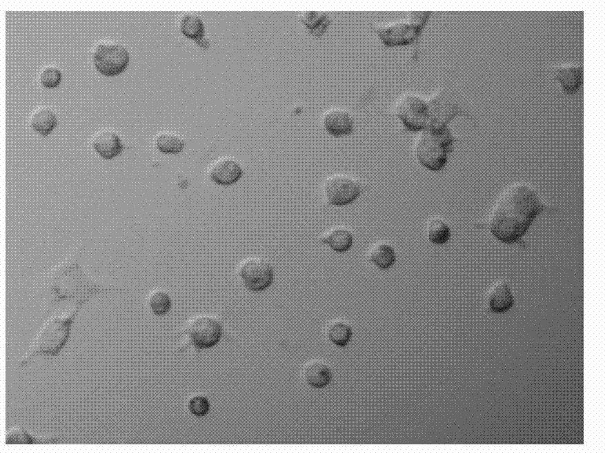 Material for promoting cell growth adhering to wall and preparation method of material