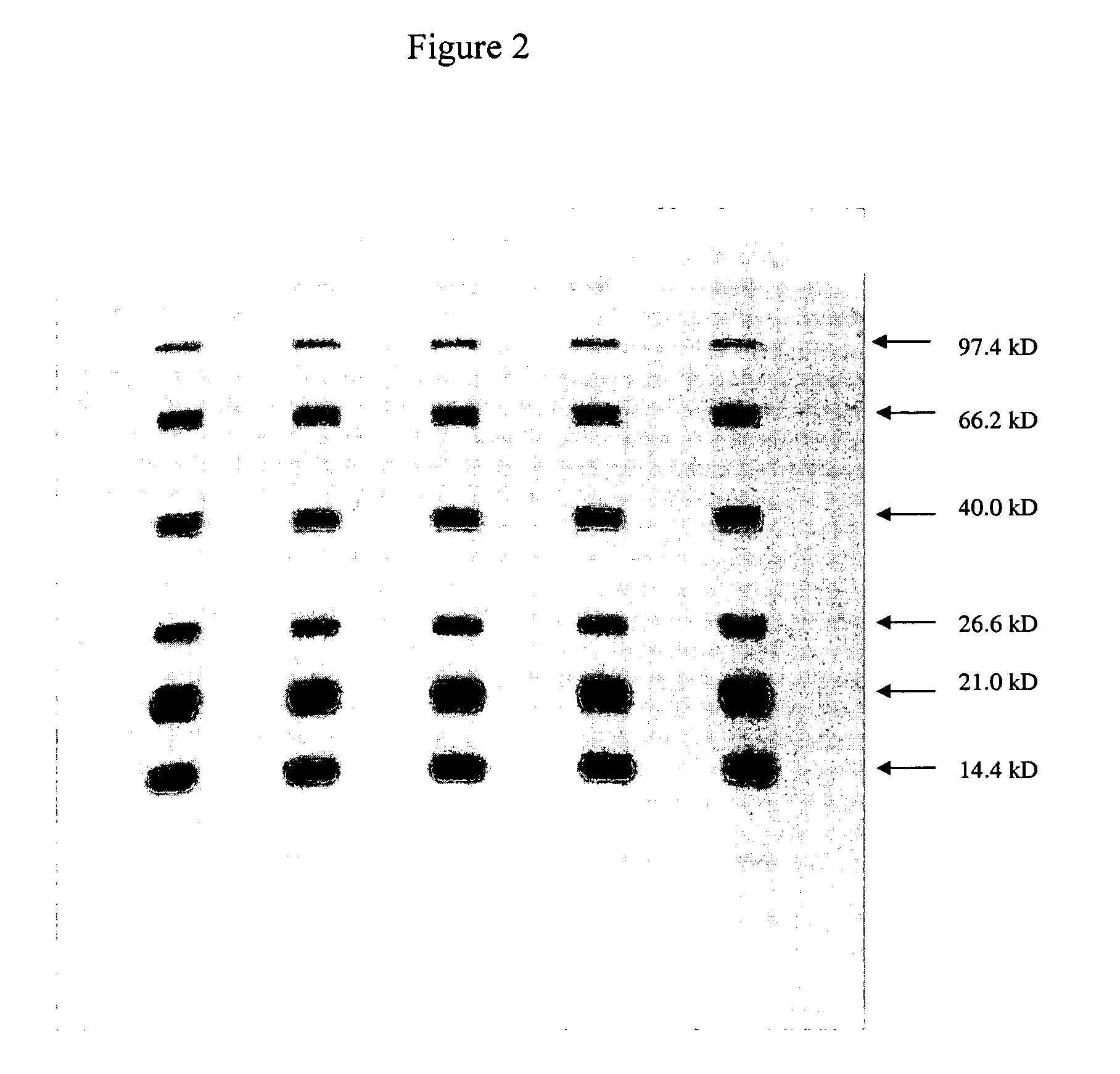Electrophoresis gels and buffers and methods of performing electrophoresis