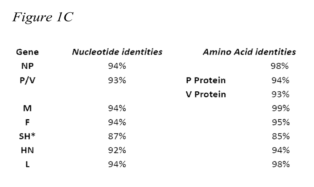 Recombinant mumps virus vaccine