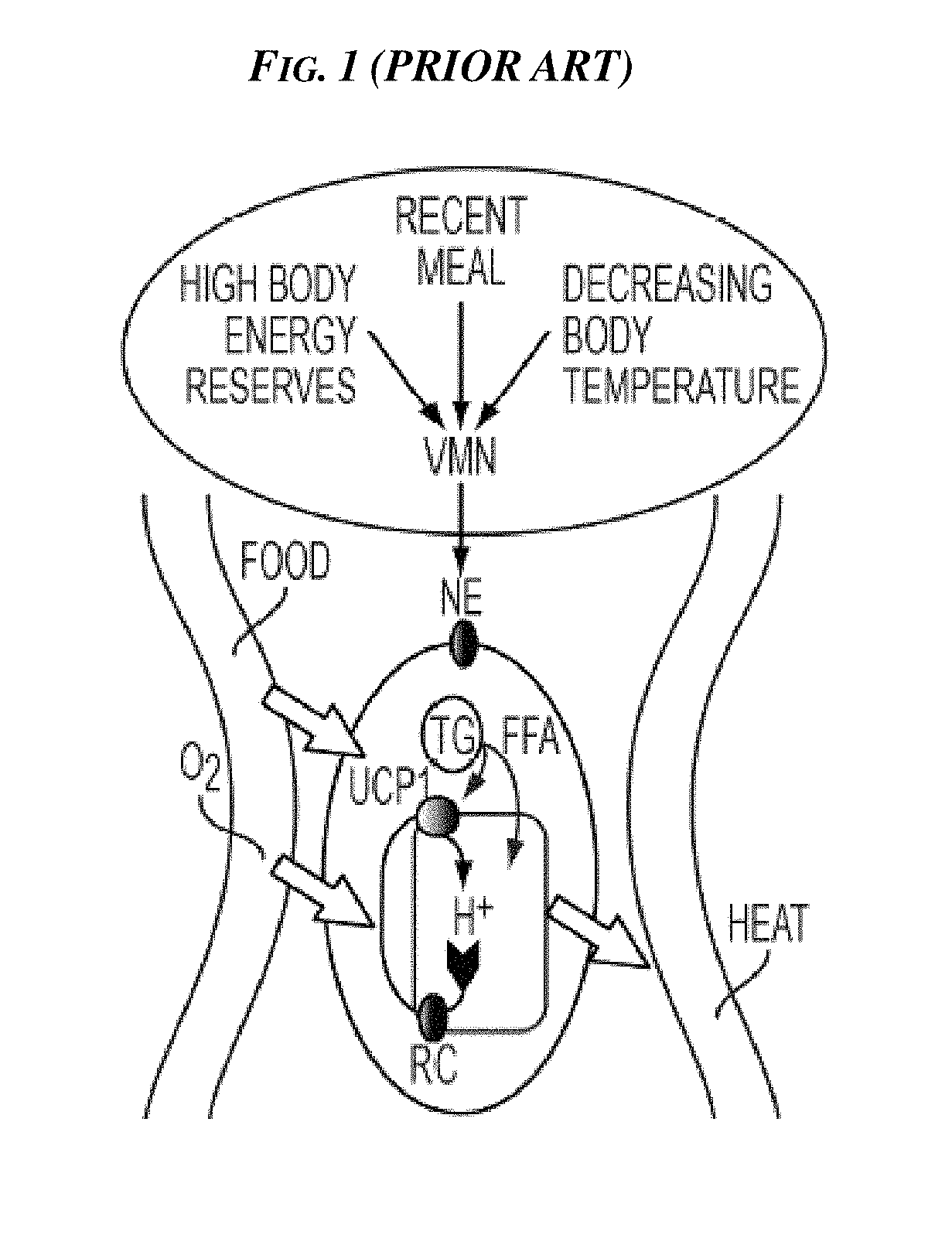 Methods and devices for activating brown adipose tissue using electrical energy