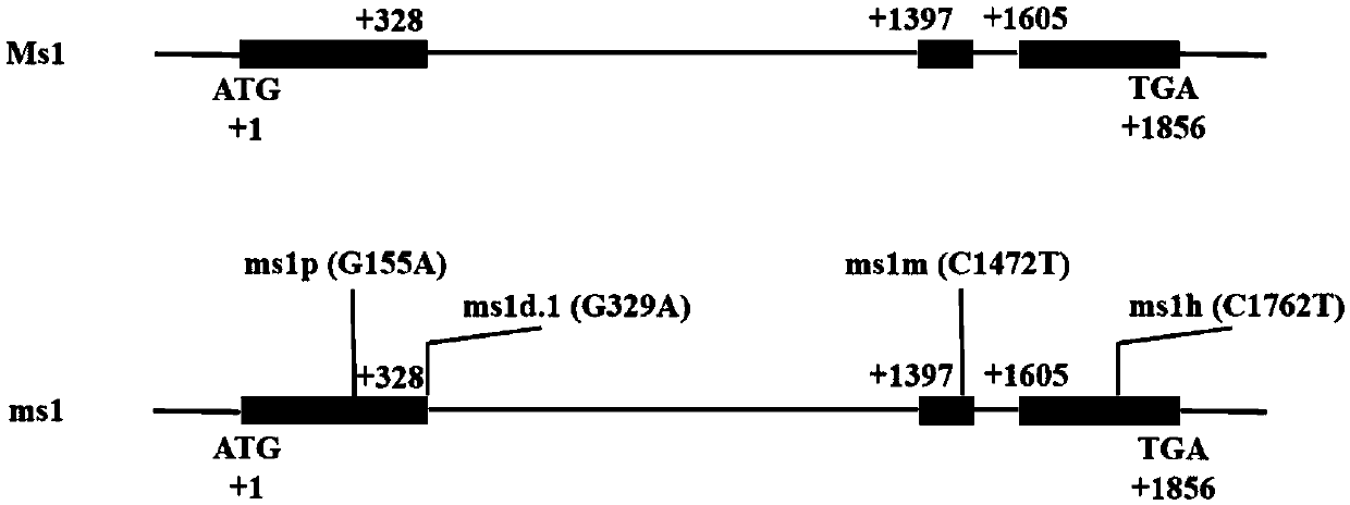 Molecular marker of wheat recessive nuclear male sterility mutant gene ms1 and application of molecular marker