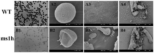 Molecular marker of wheat recessive nuclear male sterility mutant gene ms1 and application of molecular marker