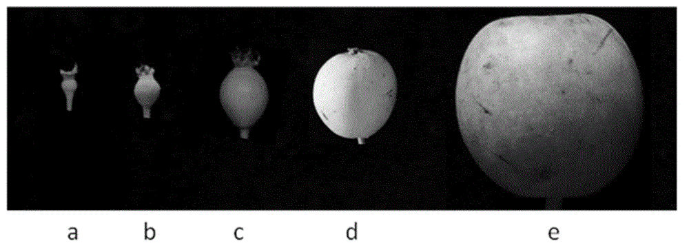 Method for inducing parthenocarpy of pears