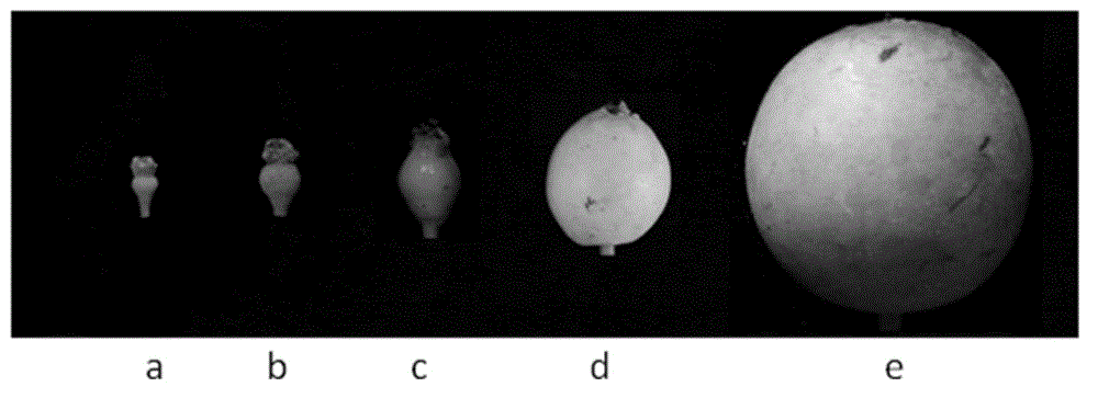 Method for inducing parthenocarpy of pears