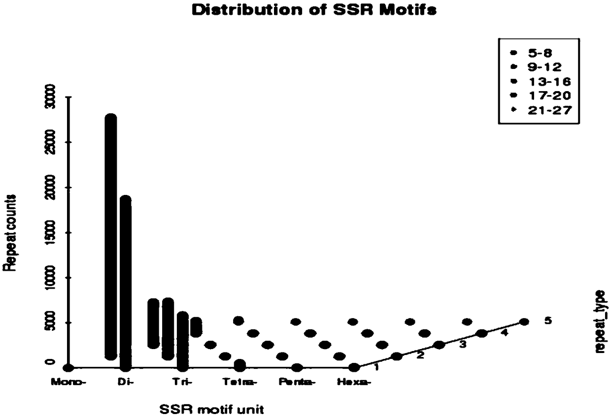 Method of developing elderberry SSR primer on the basis of transcriptome sequencing