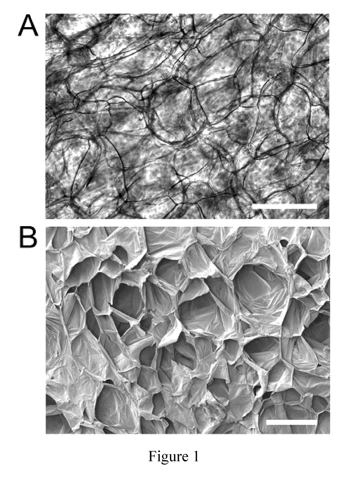 Decellularised cell wall structures from plants and fungus and use thereof as scaffold materials