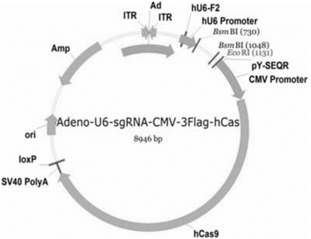 DNA, plasmid and preparation capable of directionally clearing HBV (Hepatitis B virus) ccc in hepatocyte