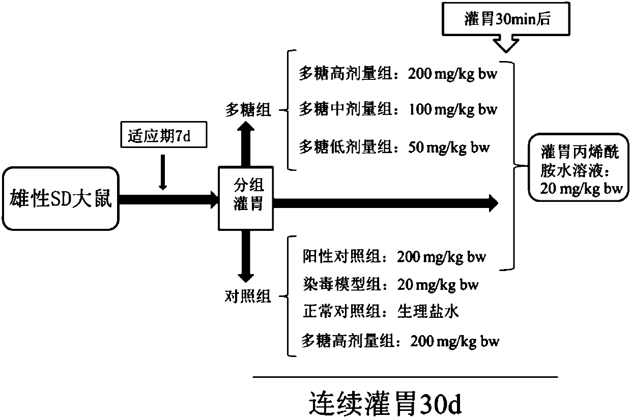 Application of ganoderma atrum polysaccharides used for preparation of medicines for protecting liver, spleen or kidney tissues of mammals under acrylamide injury conditions