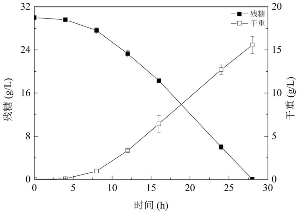 Rhodosporidium paludigenum and application thereof in producing beta-carotene by taking straws as raw materials