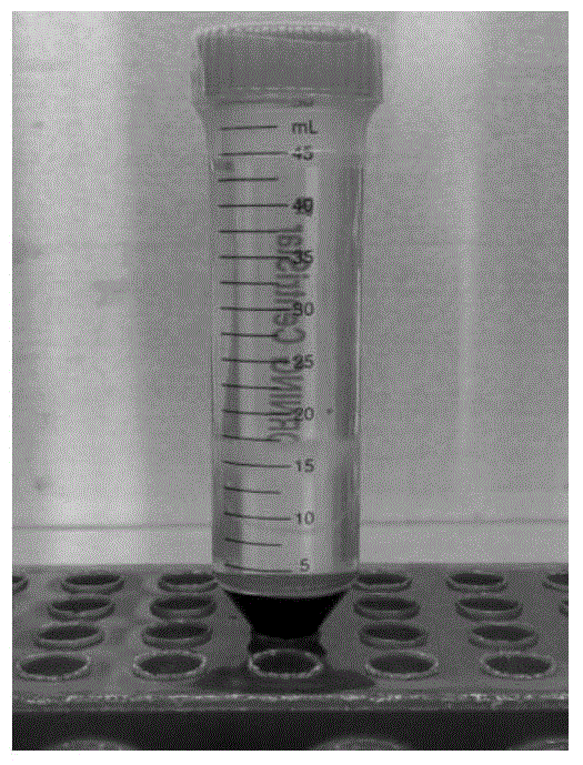 Method for inducing neural stem cells by use of non-integrated plasmid vectors and application of neural stem cells