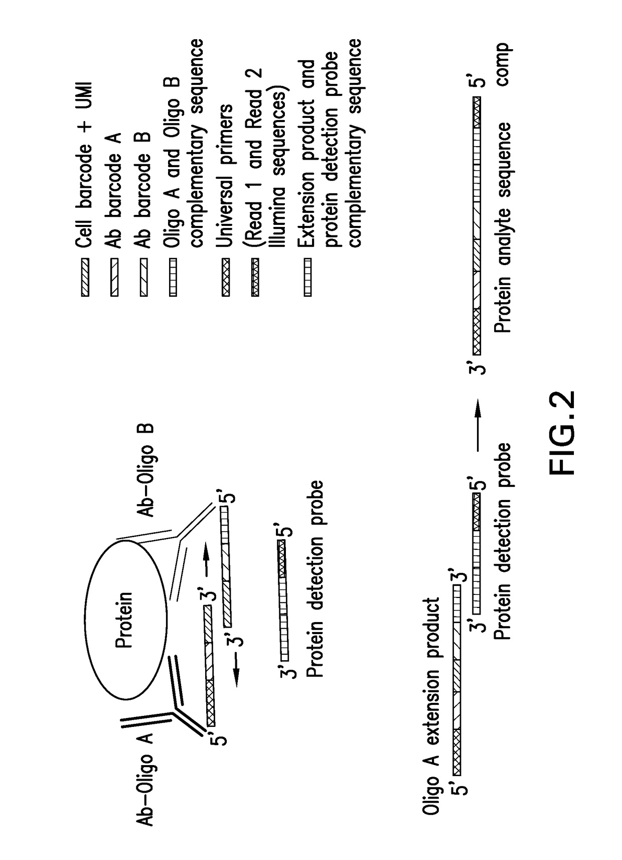 Assay for simultaneous genomic and proteomic analysis