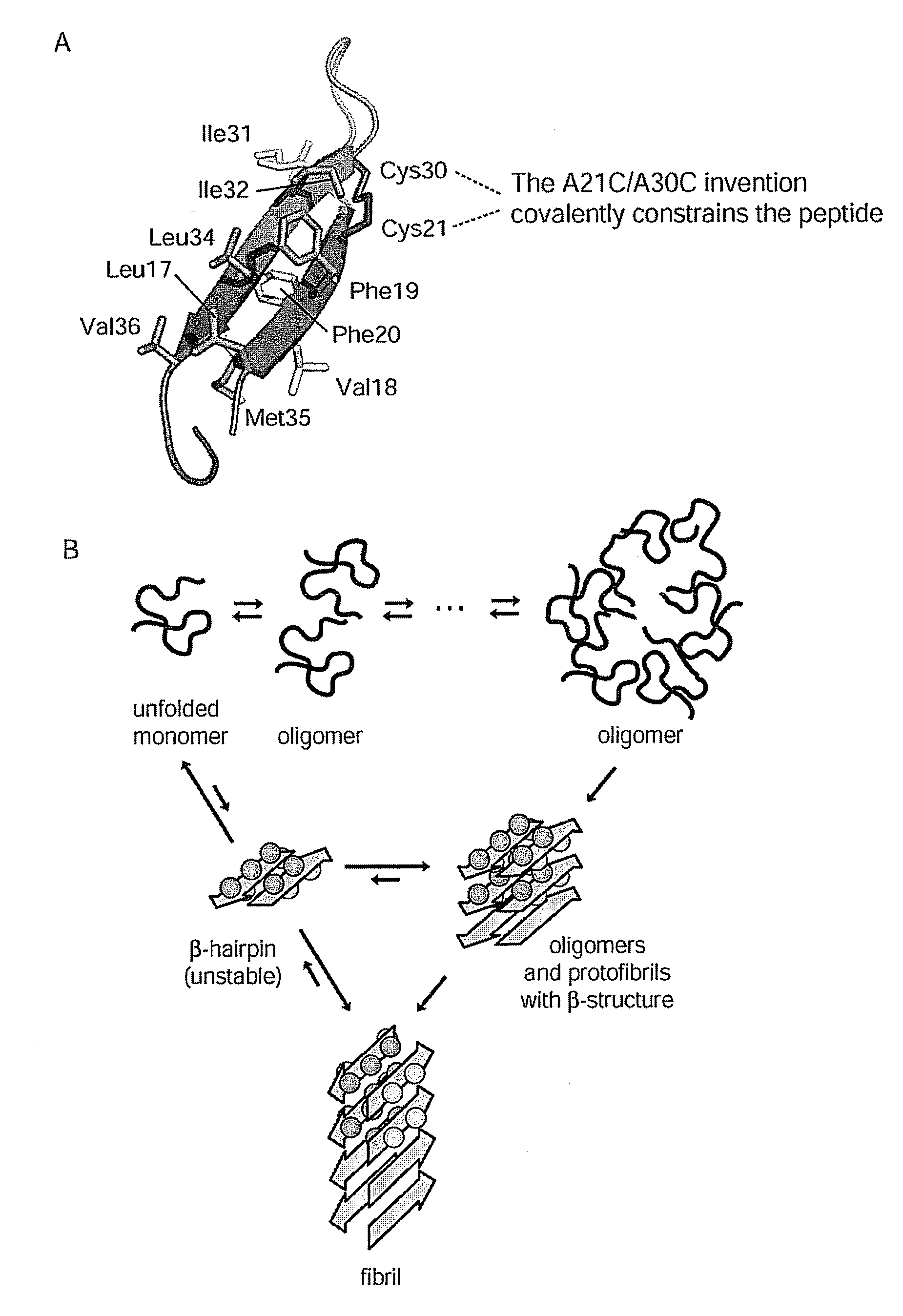 Stable amyloid beta monomers and oligomers