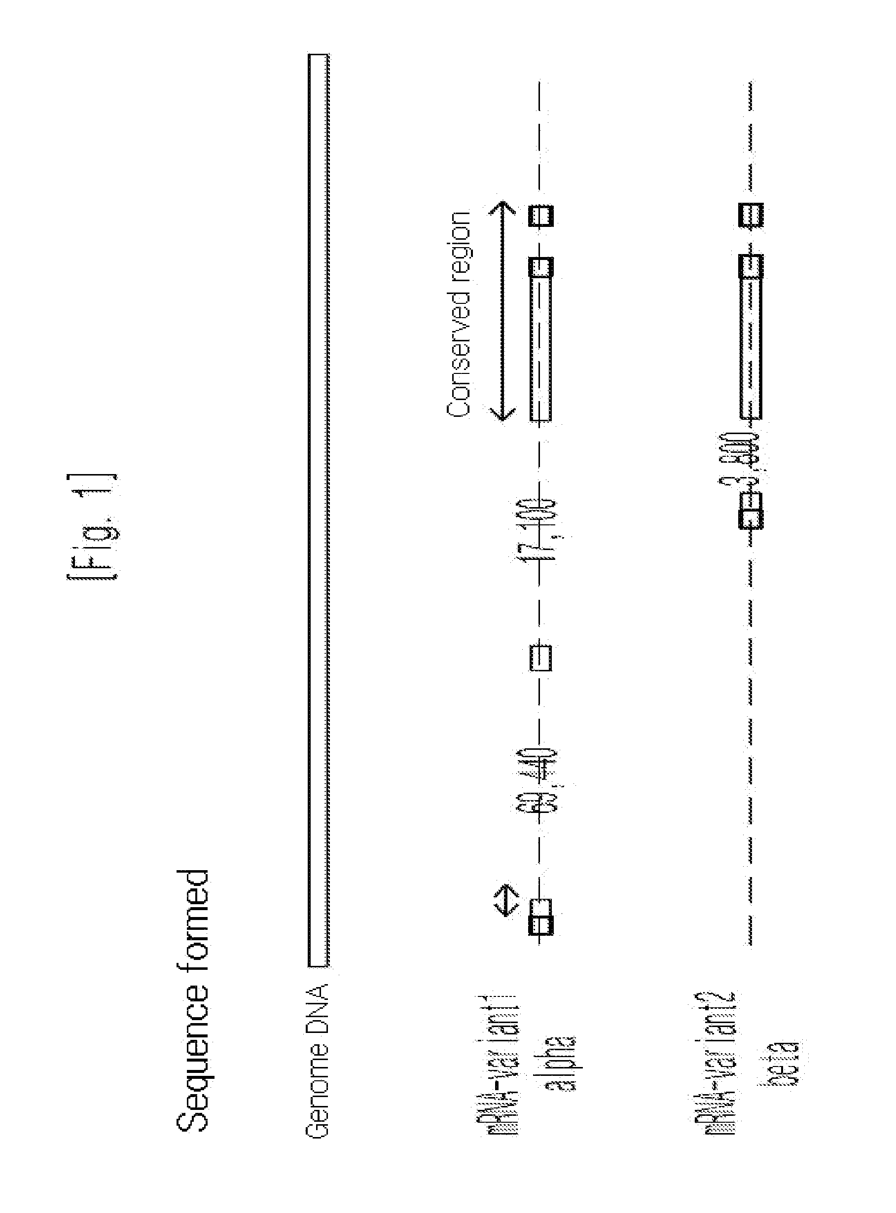 Composition comprised of akap12 and uses of akap12 mutant zebrafish as an animal model