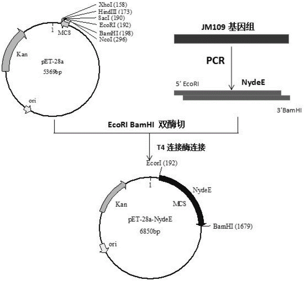 Method for increasing yield of L-alanyl-L-glutamine from recombinant escherichia coli
